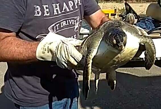 צילום: שמי ביתן, חברת חשמל 